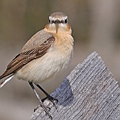 Northern Wheatear  "Oenanthe oenanthe"